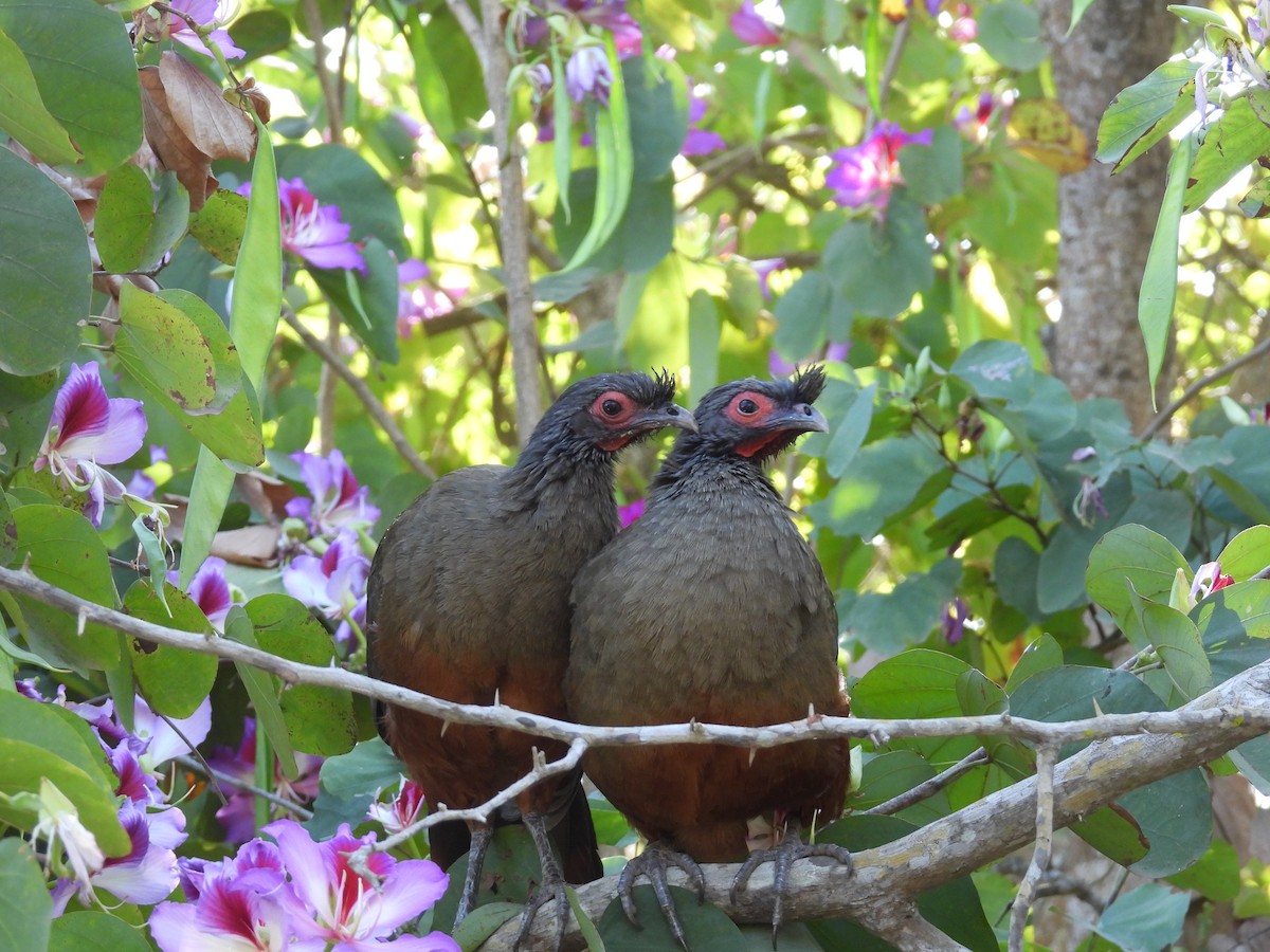 Rufous-bellied Chachalaca - ML634582703