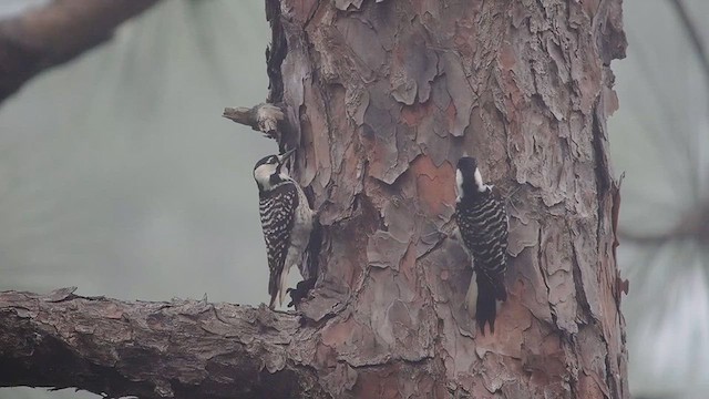 Red-cockaded Woodpecker - ML634582978