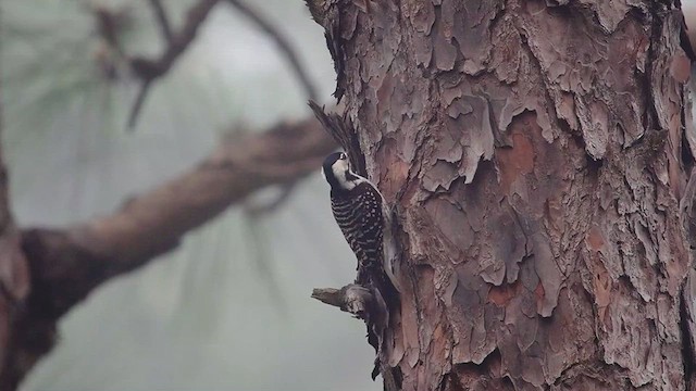 Red-cockaded Woodpecker - ML634582983