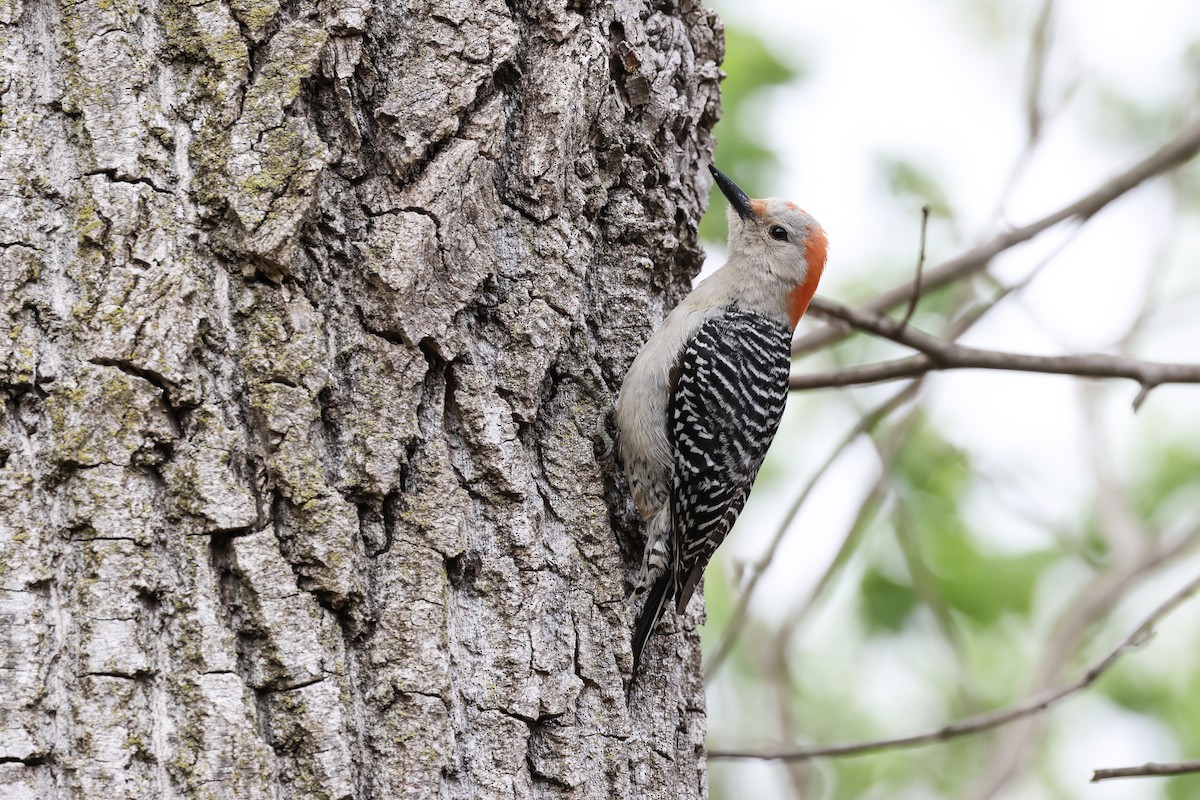 Red-bellied Woodpecker - ML634583059