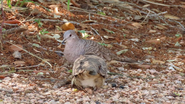 Inca Dove - ML634583080