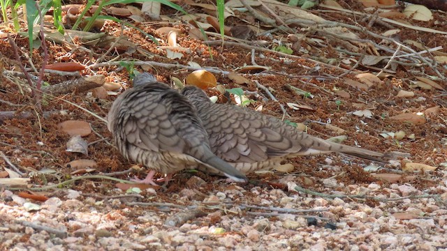 Inca Dove - ML634583089