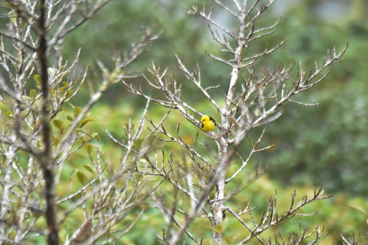 Black-and-yellow Tanager - ML634583099