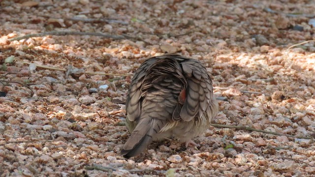 Inca Dove - ML634583111