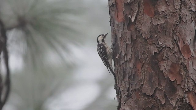 Red-cockaded Woodpecker - ML634583159