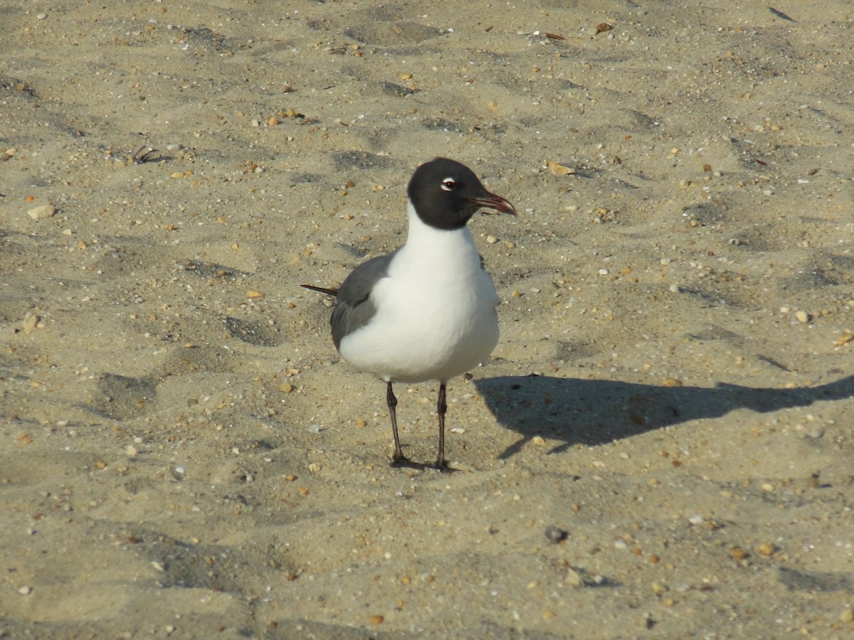 Gaviota Guanaguanare - ML634583364