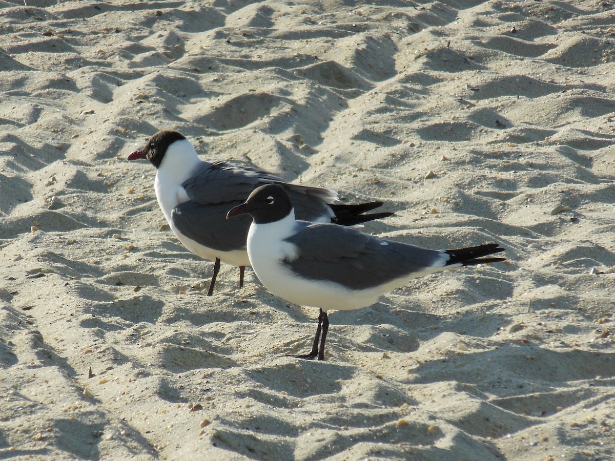 Gaviota Guanaguanare - ML634583365