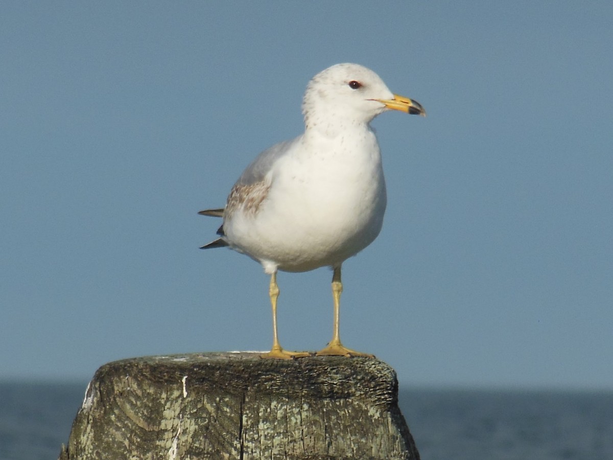 Gaviota de Delaware - ML634583378