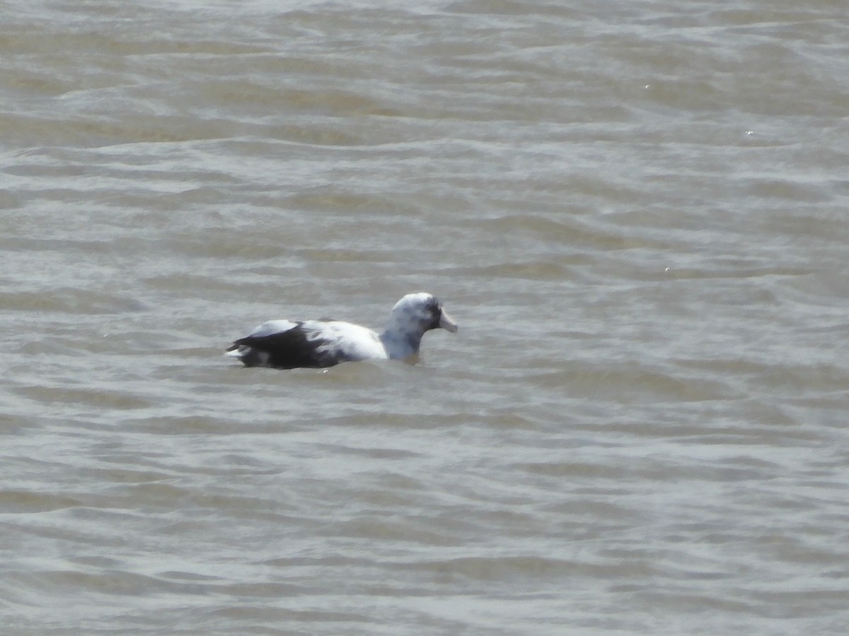 American Coot - ML634583405
