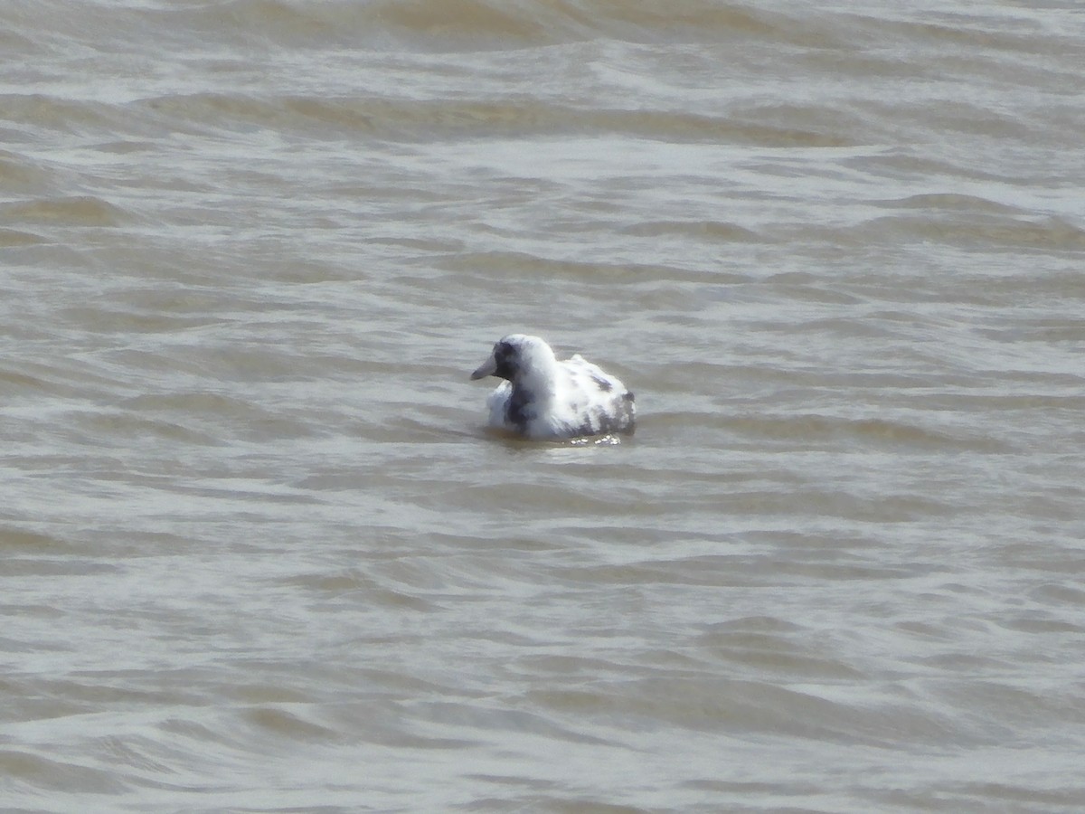 American Coot - ML634583407