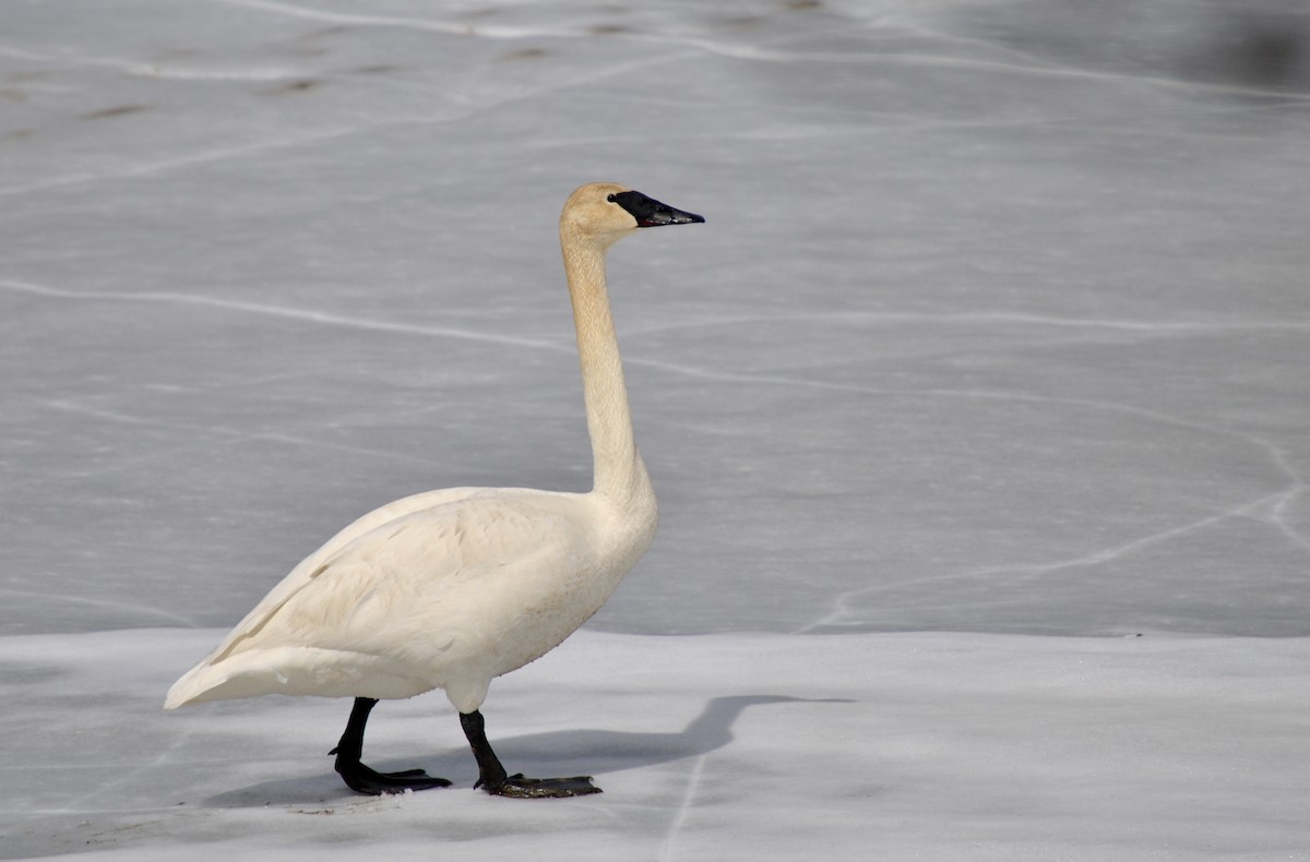 Trumpeter Swan - ML634583499