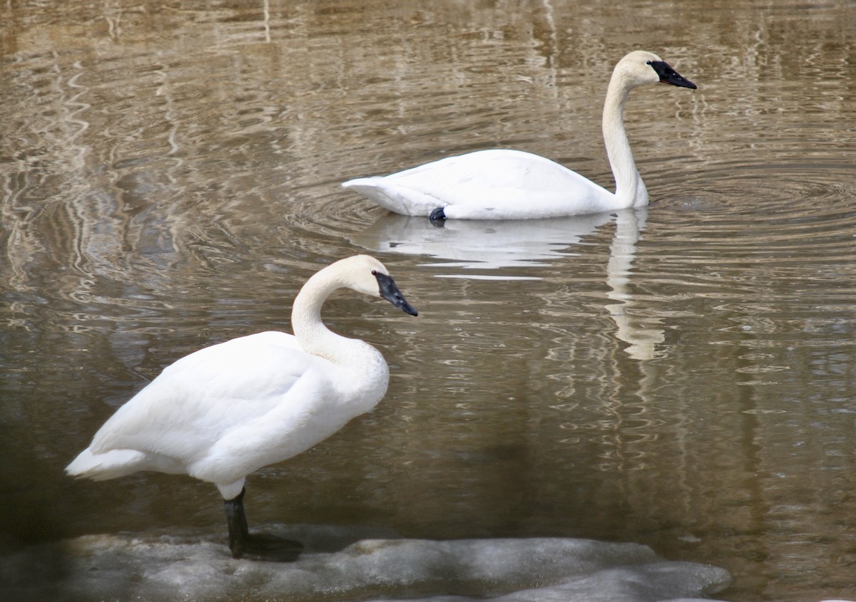 Trumpeter Swan - ML634583500