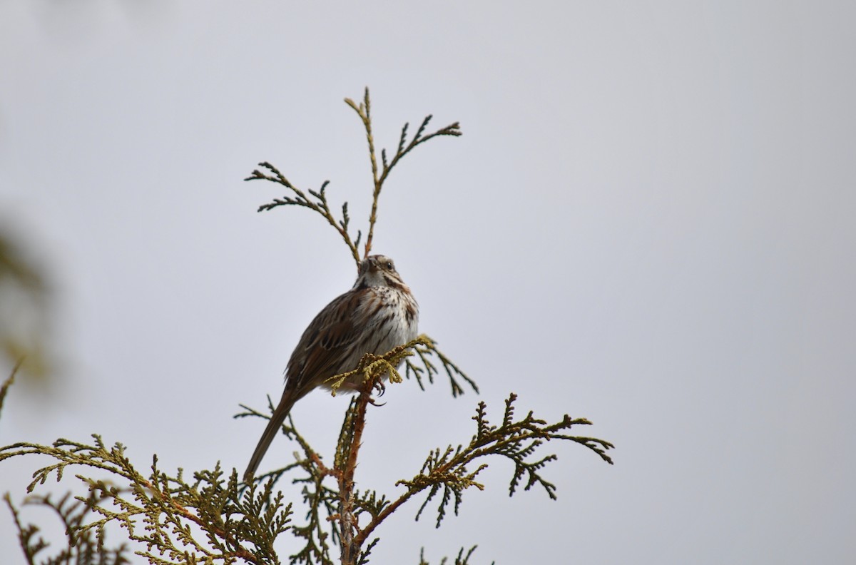 Song Sparrow - ML634583552