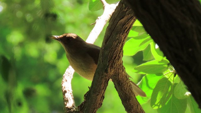 Clay-colored Thrush - ML634583576