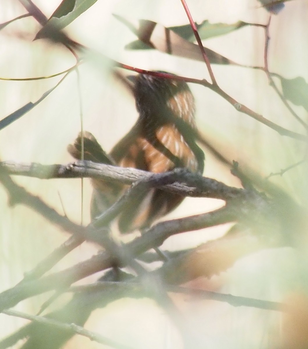 Sandhill Grasswren - ML634583638