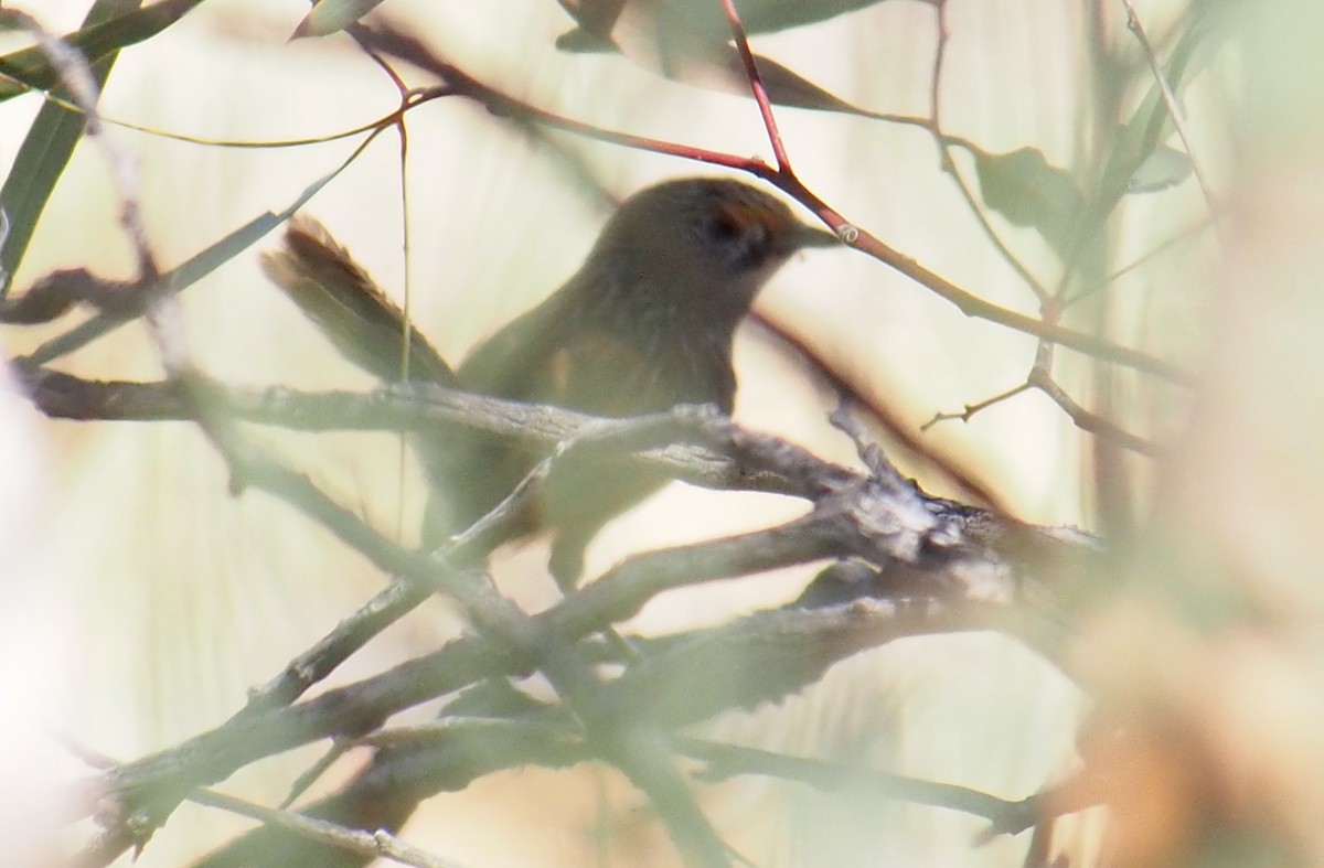 Sandhill Grasswren - ML634583639