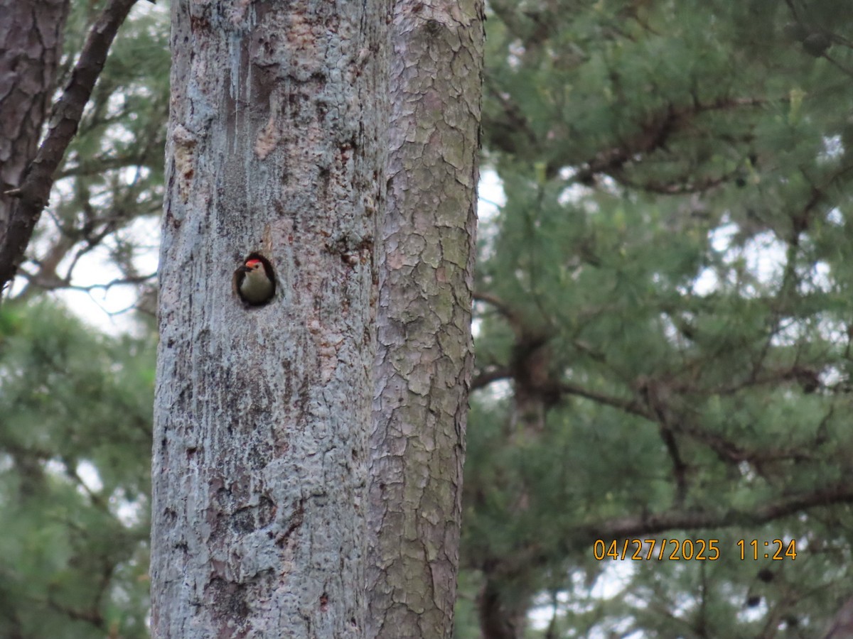 Red-bellied Woodpecker - ML634583688