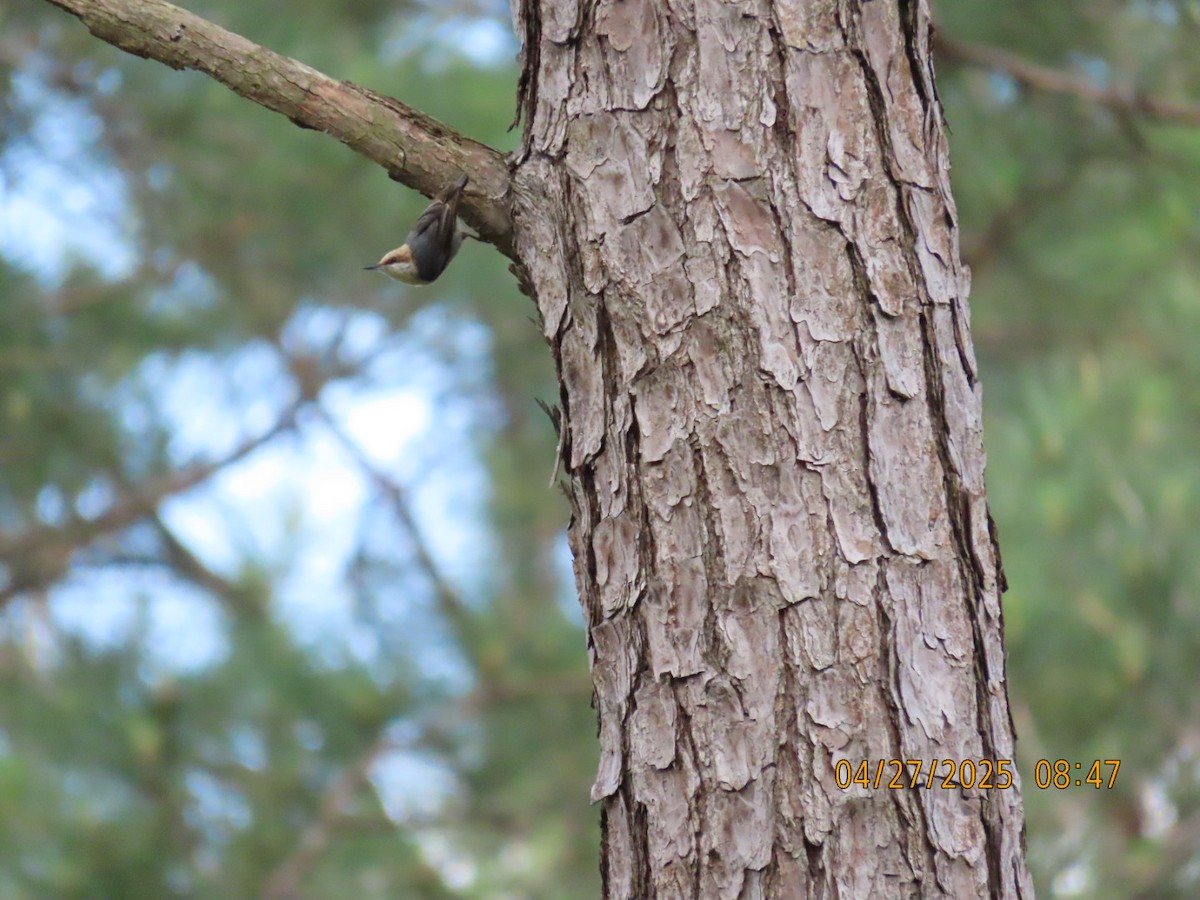 Brown-headed Nuthatch - ML634583721