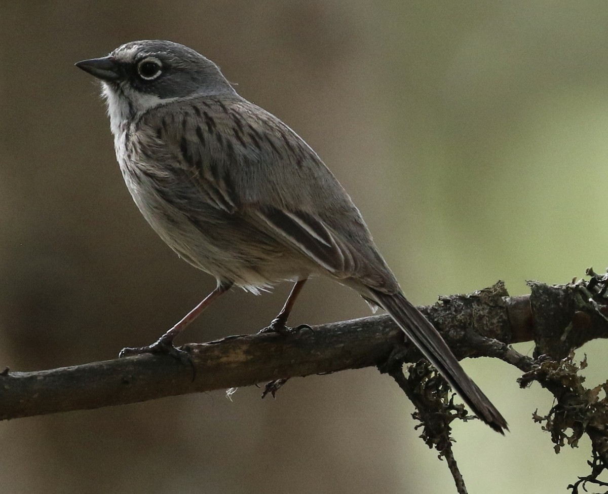 Sagebrush Sparrow - ML634583807