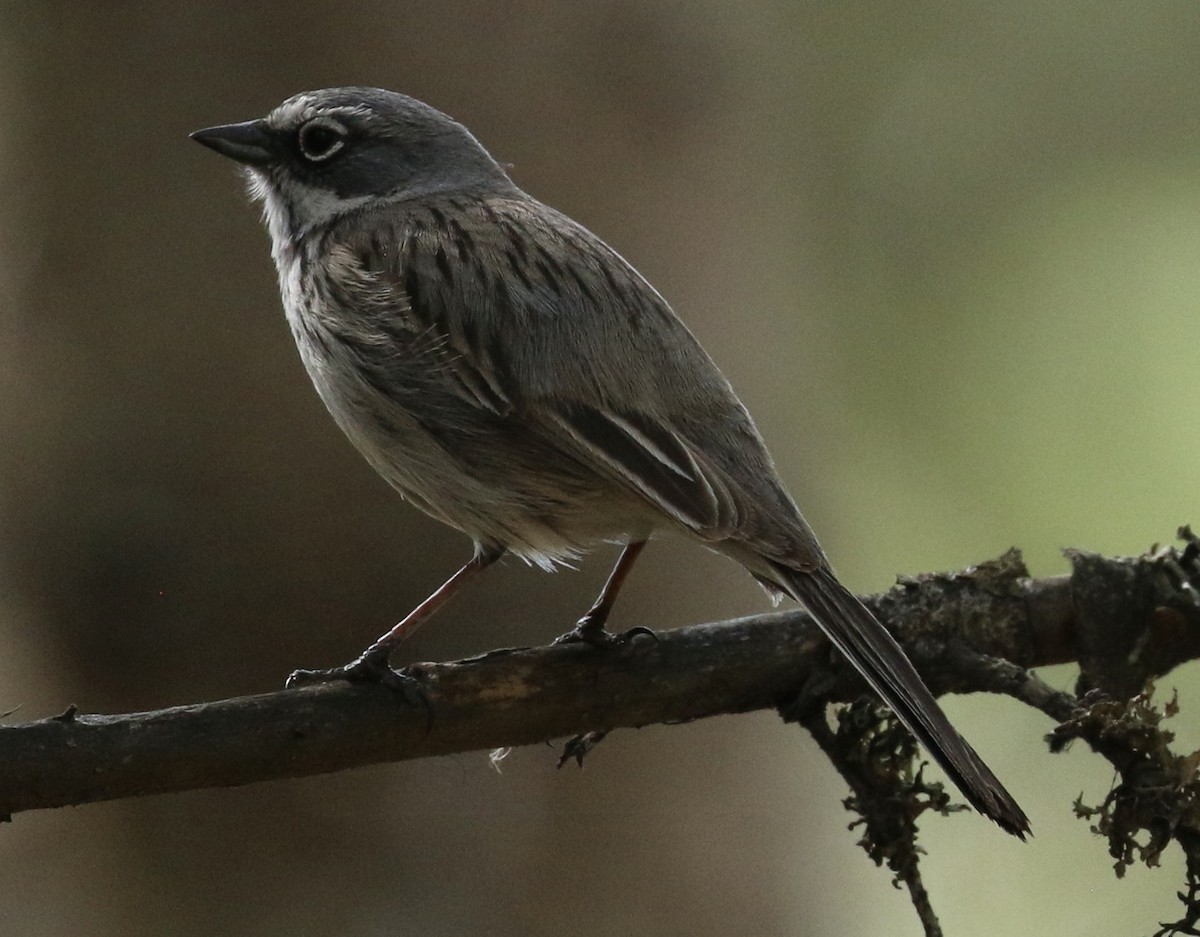 Sagebrush Sparrow - ML634583808