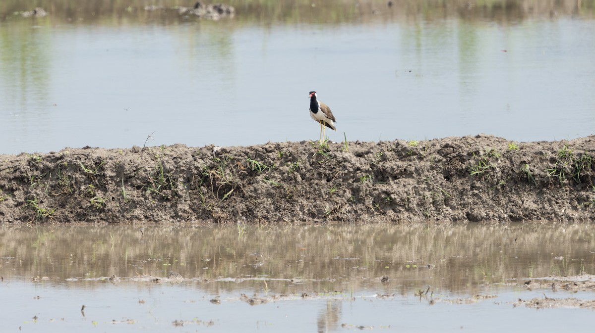 Red-wattled Lapwing - ML634583990