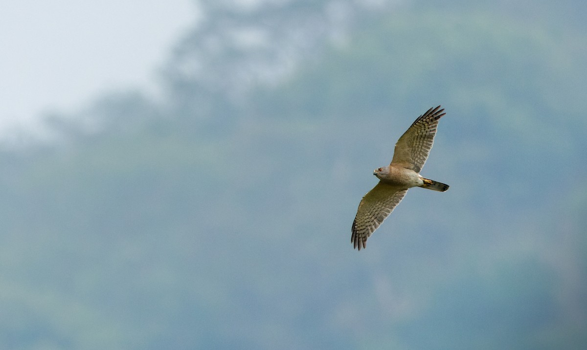 Shikra - ML634583994