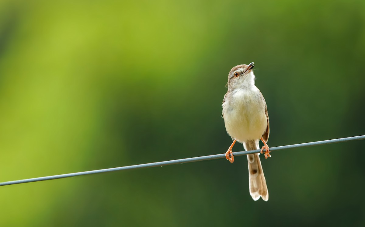 Gray-breasted Prinia - ML634584008