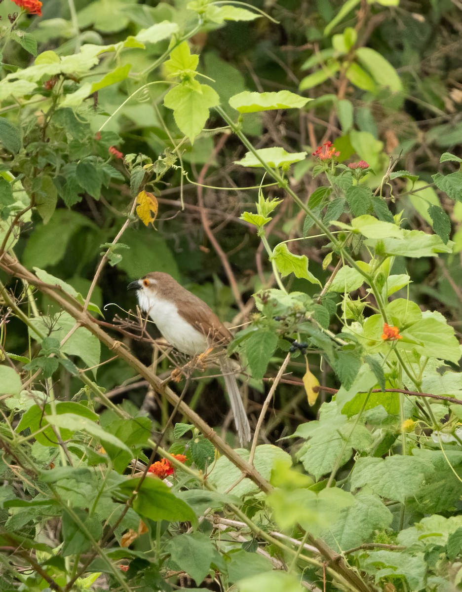 Yellow-eyed Babbler - ML634584010