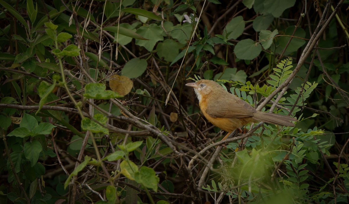 Tawny-bellied Babbler - ML634584016