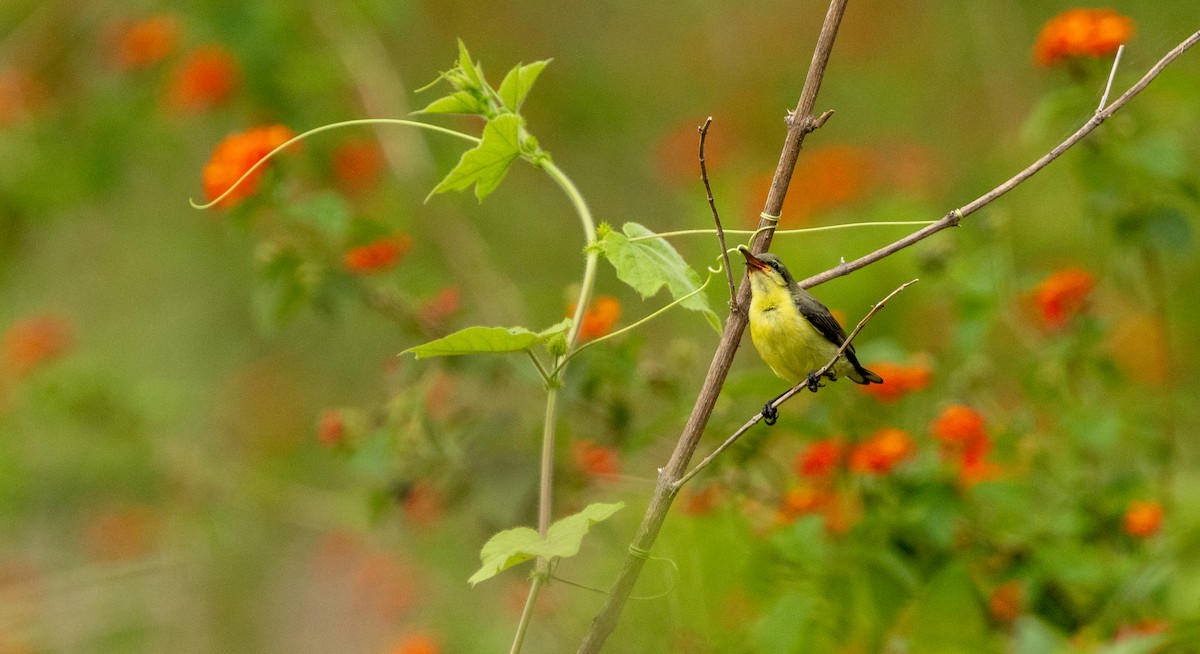 Purple-rumped Sunbird - ML634584019
