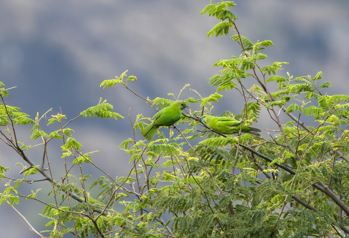 Jerdon's Leafbird - ML634584023