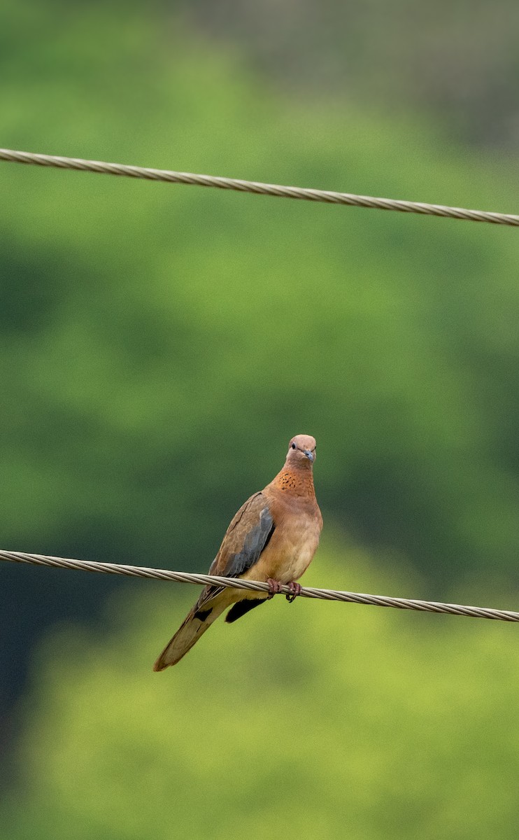 Laughing Dove - ML634584074
