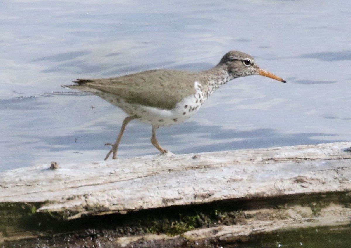 Spotted Sandpiper - ML634584139