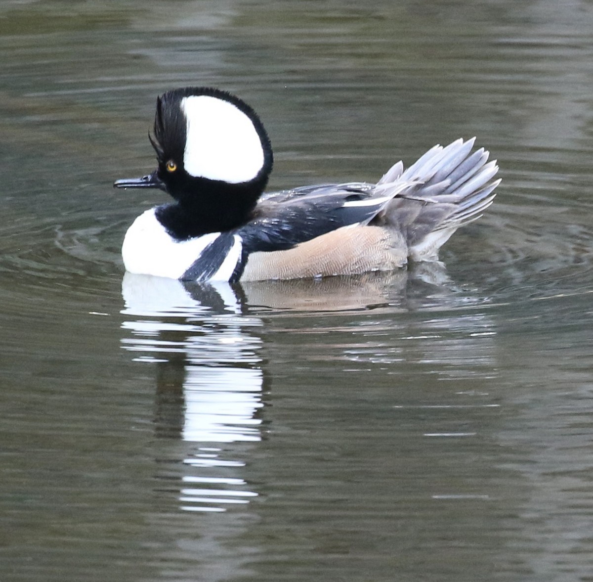 Hooded Merganser - ML634584207