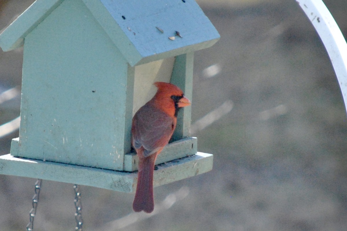 Northern Cardinal - ML634584470