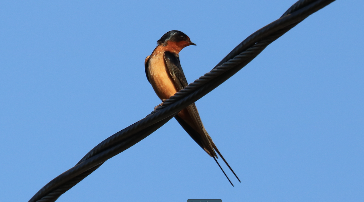 ツバメ（erythrogaster） - ML634584471