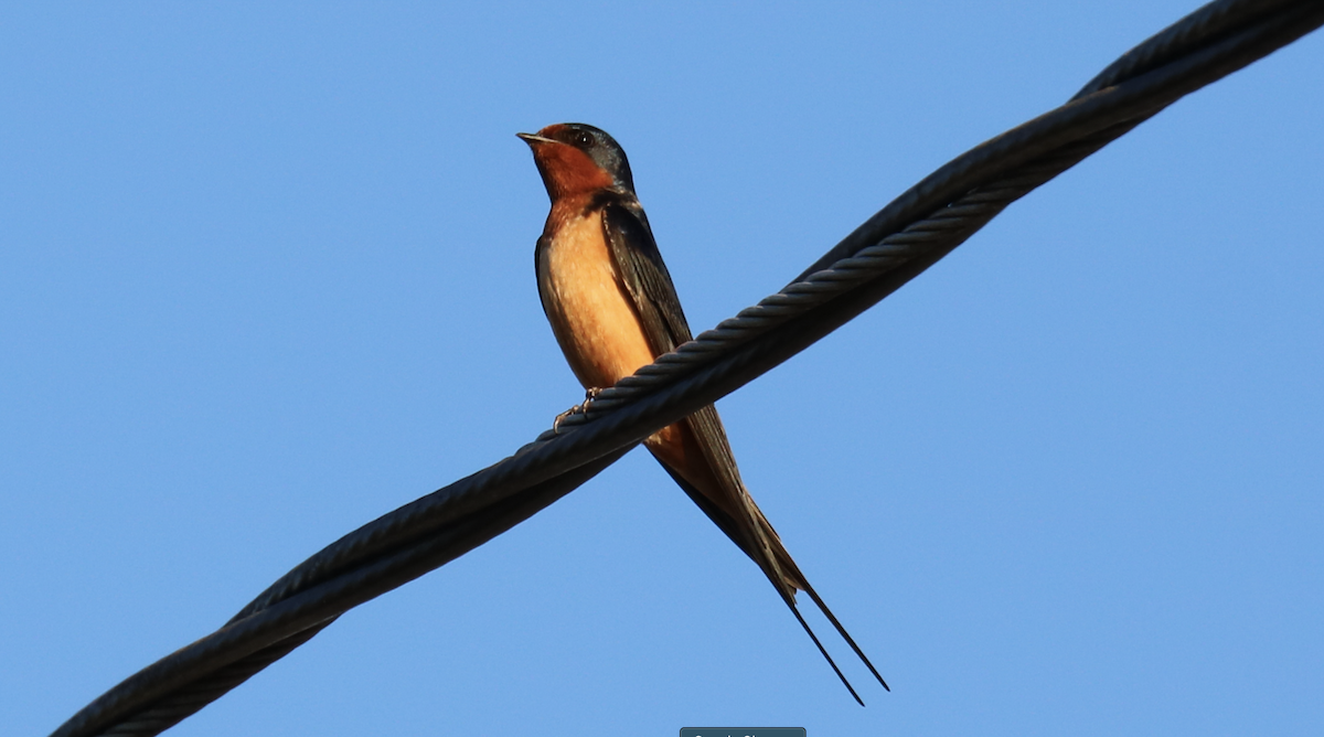 ツバメ（erythrogaster） - ML634584473