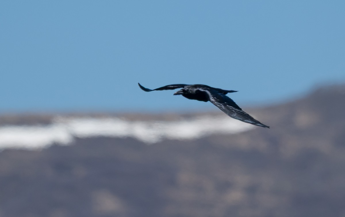 Grand Corbeau - ML634584501