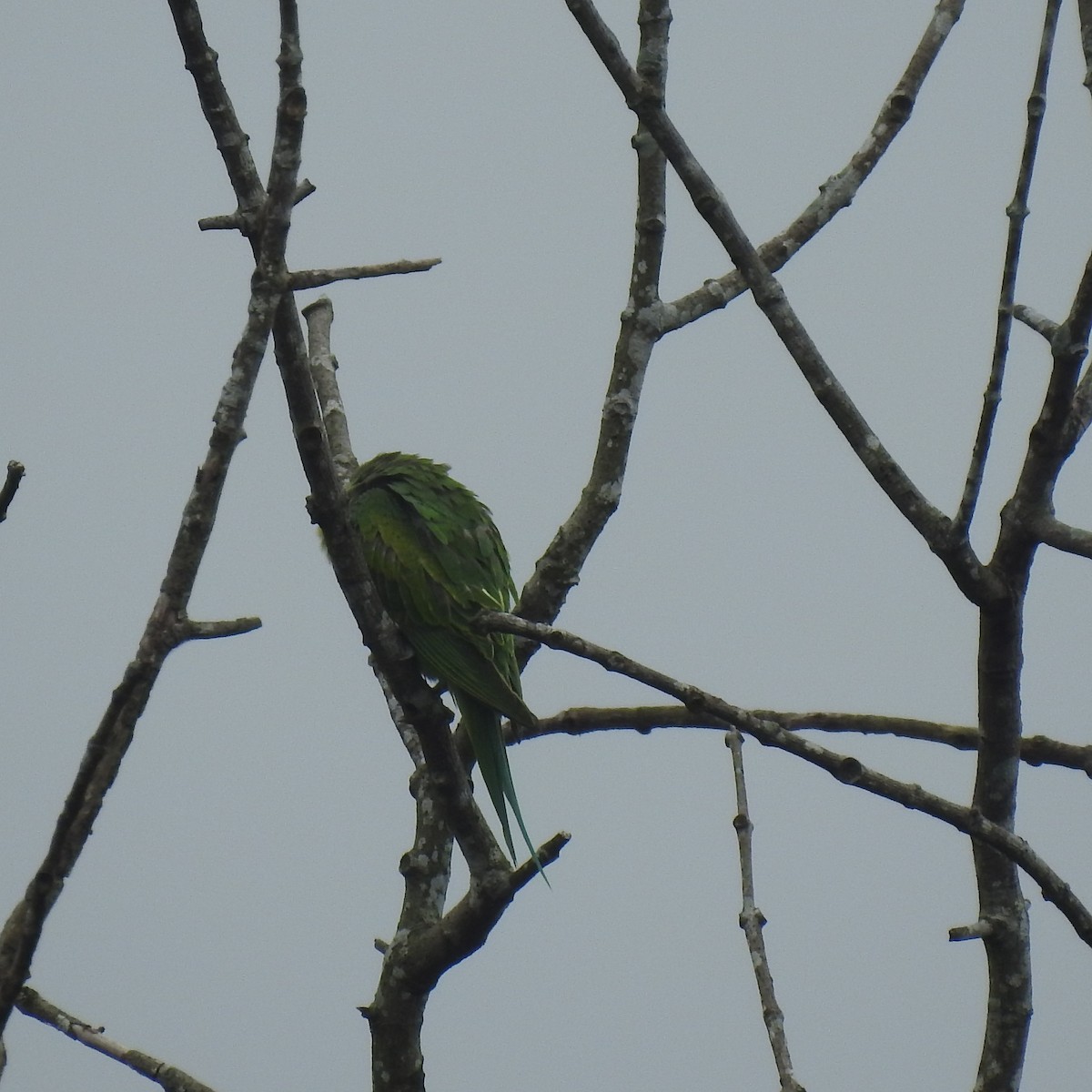 Rose-ringed Parakeet - ML634584504