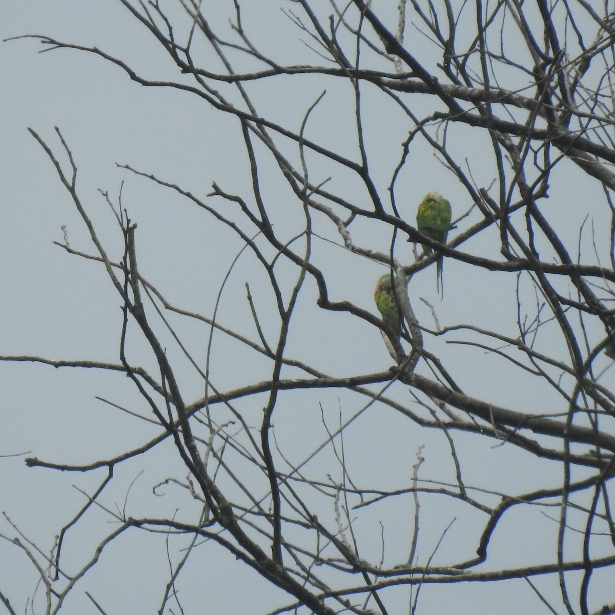 Rose-ringed Parakeet - ML634584506