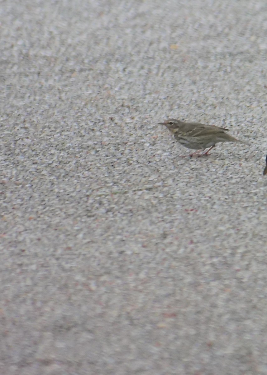 Olive-backed Pipit - ML634584584