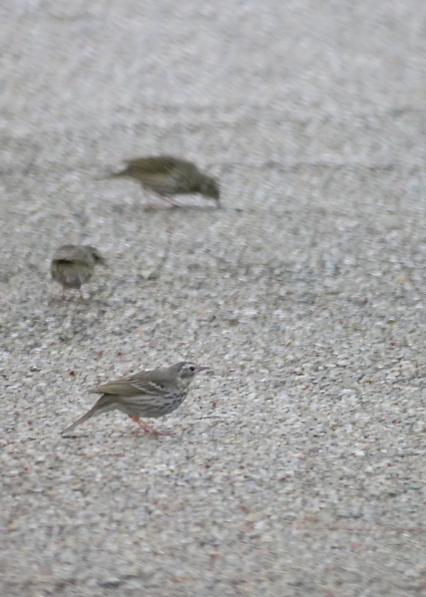 Olive-backed Pipit - ML634584585