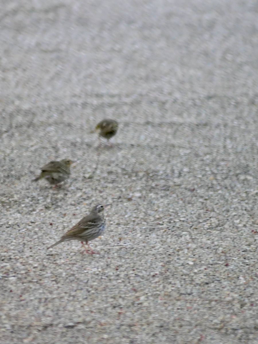 Olive-backed Pipit - ML634584586