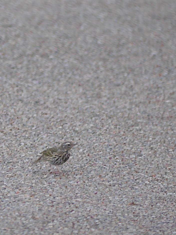 Olive-backed Pipit - ML634584587