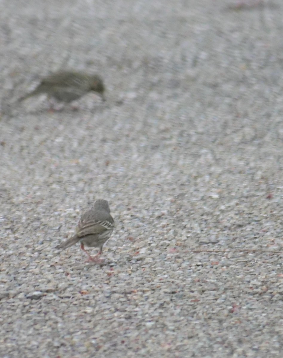 Olive-backed Pipit - ML634584588