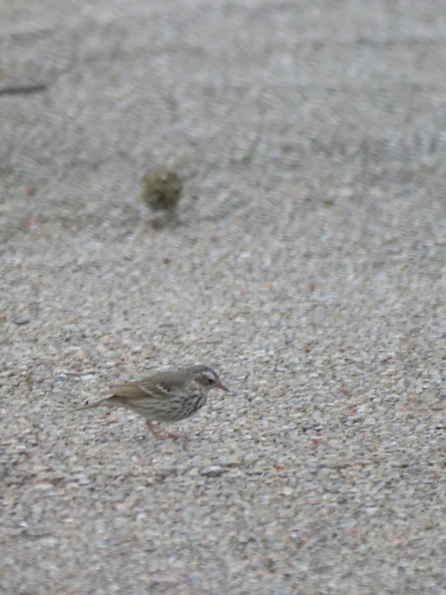 Olive-backed Pipit - ML634584589