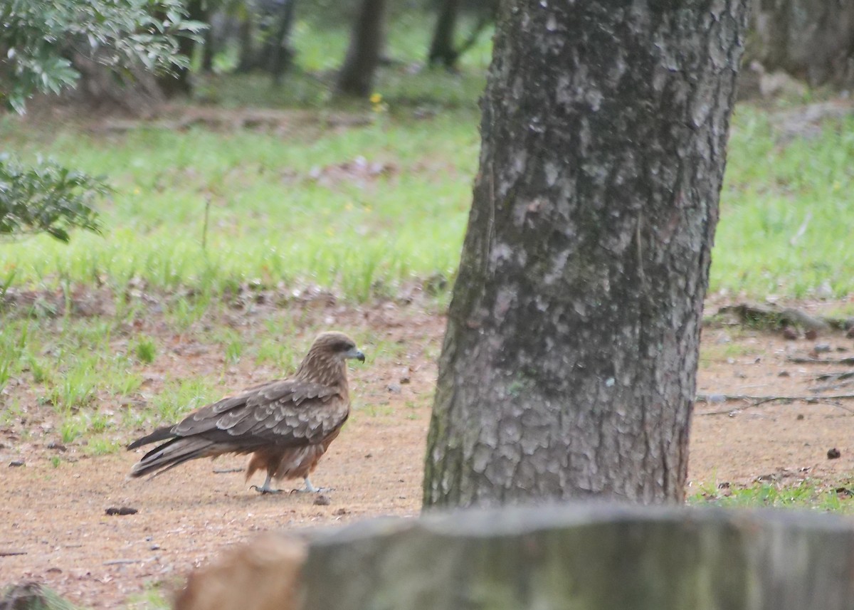 Black Kite - ML634584750