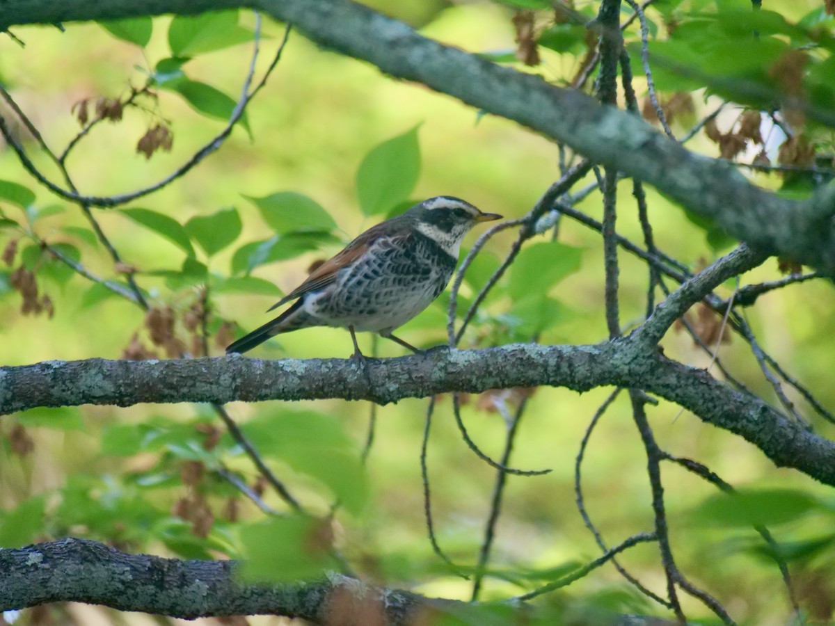 Dusky Thrush - ML634584800
