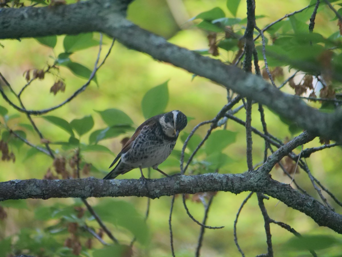 Dusky Thrush - ML634584828