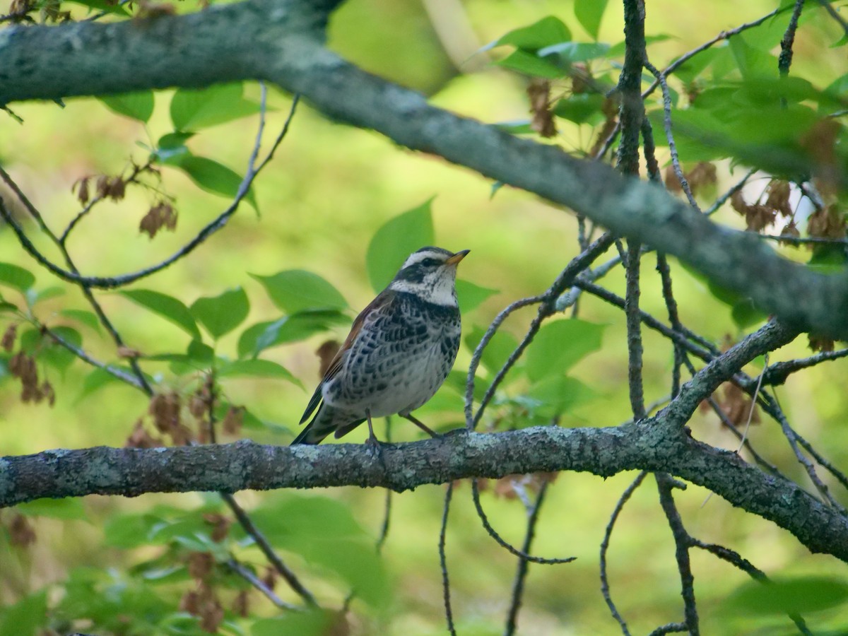 Dusky Thrush - ML634584835
